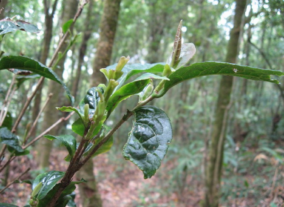 Листья чайного дерева на территории Ба Да Шань