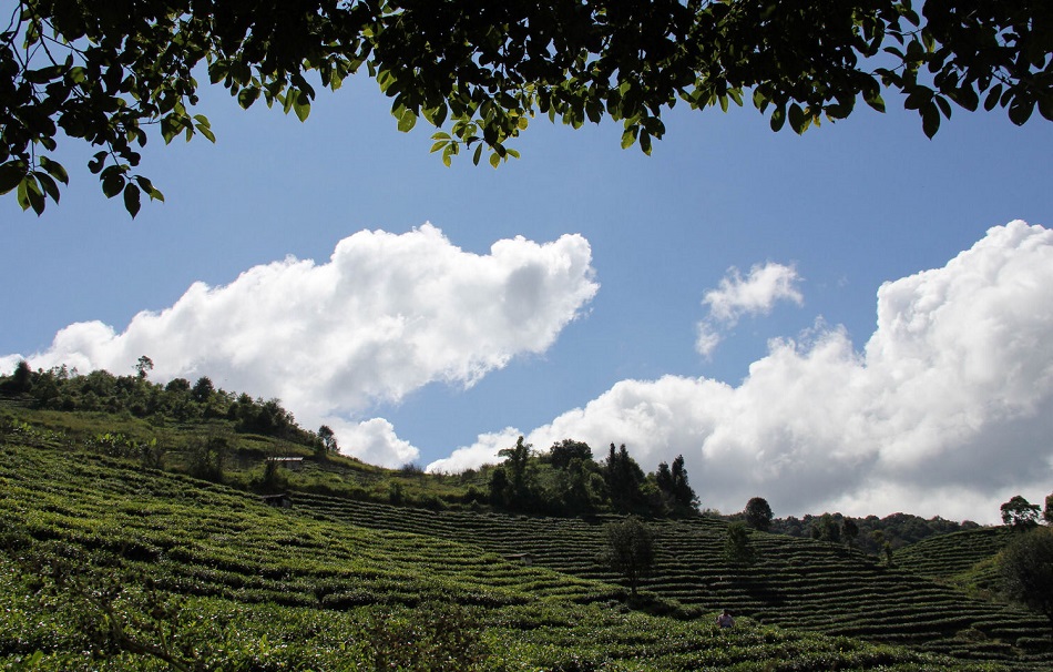Чайные плантации района Ба Да Шань