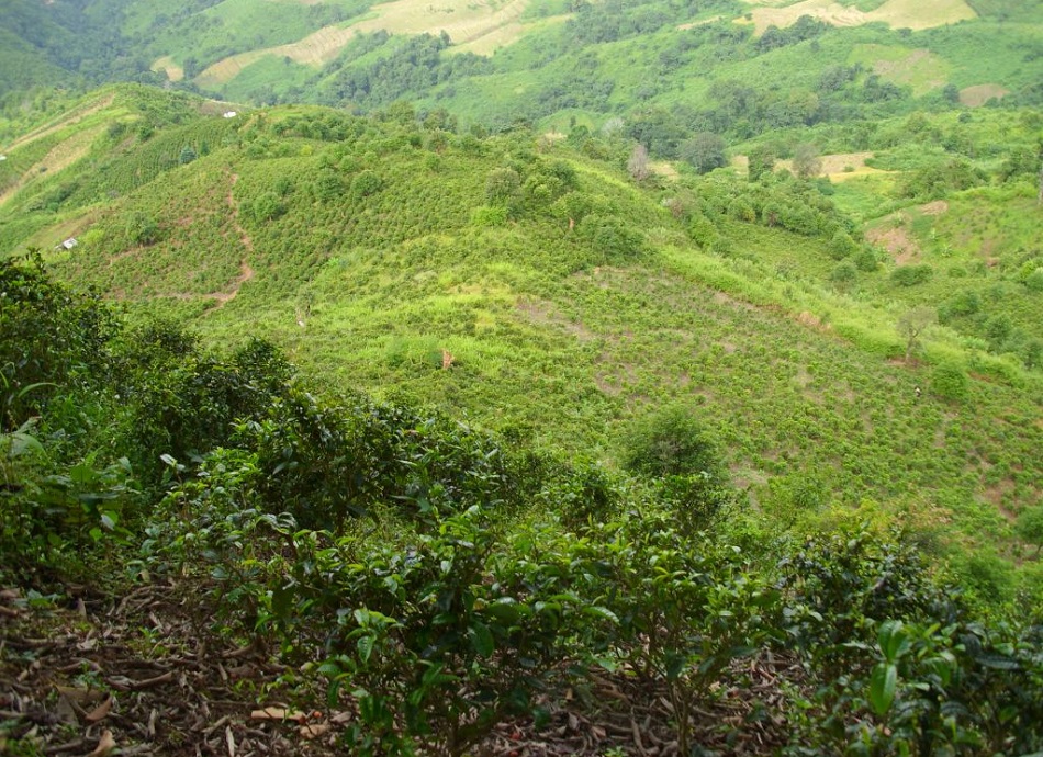 Чайная плантация на горе района Бу Лун Шань