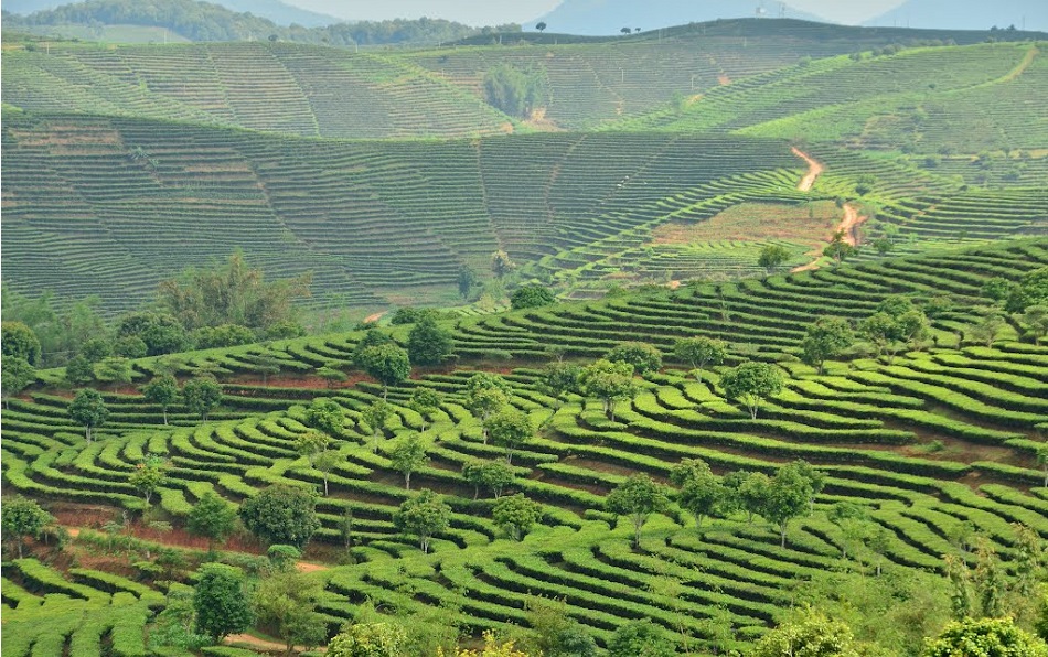 Чайные плантации в горах Дадуган