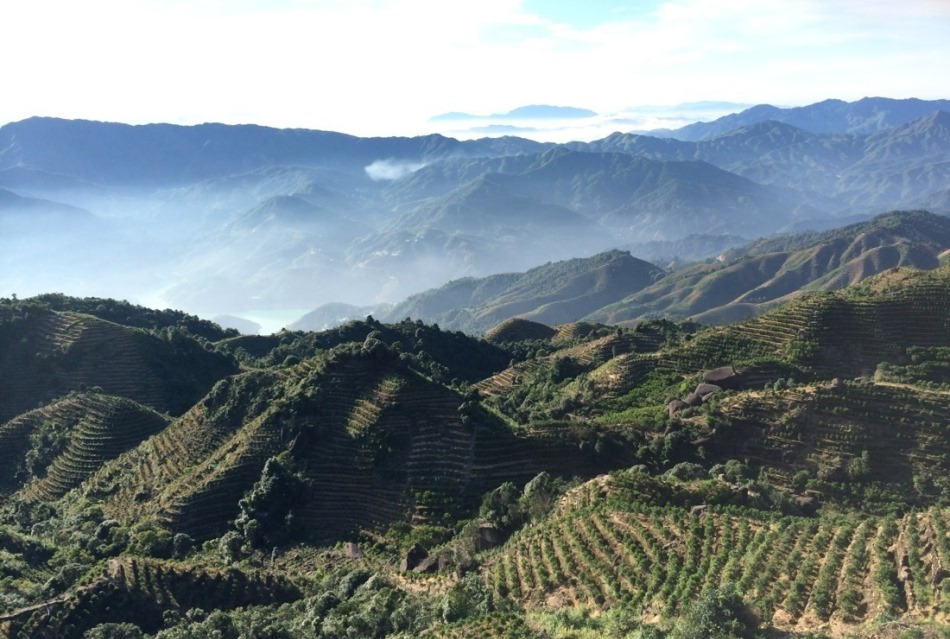 Вид на чайные плантации уезда  Фэнцин