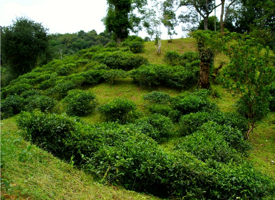 Чайные плантации в горах Иу