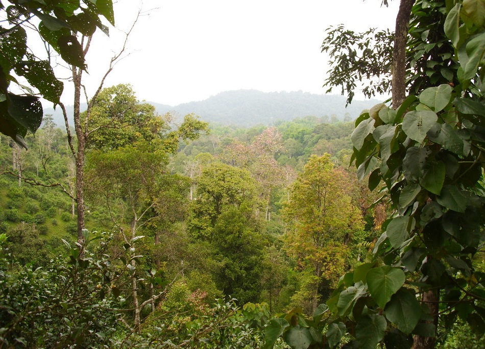 Лес около деревушки Лао Бан Чжан