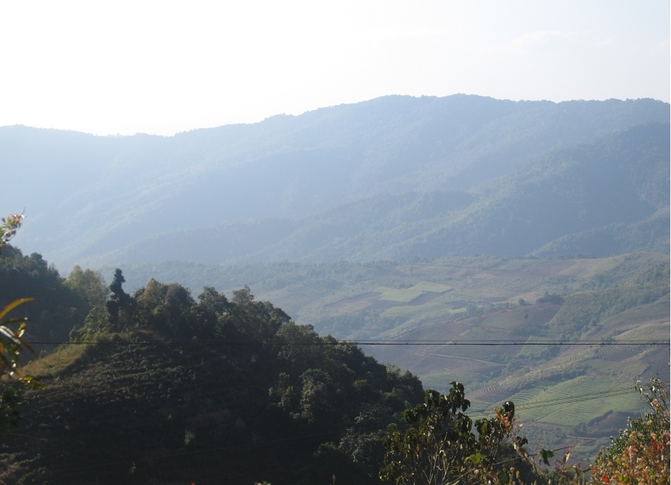 Чайные плантации вблизи деревушки Маньмай