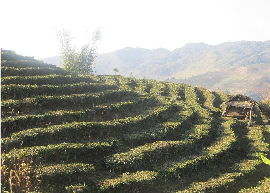 Чайные плантации деревушки Маньмай