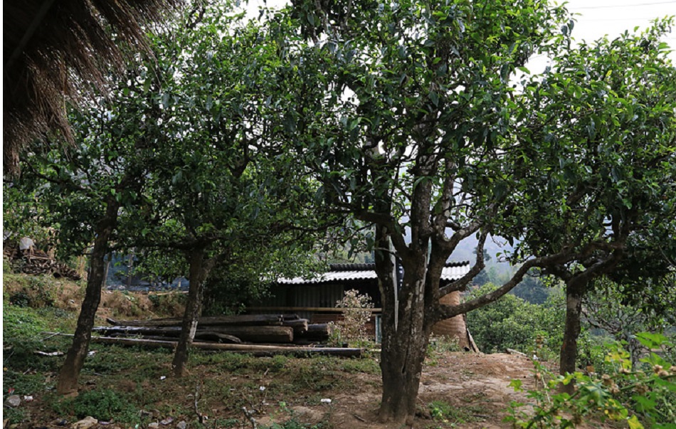 Чайные деревья в одном из поселений уезда Шуанцзян