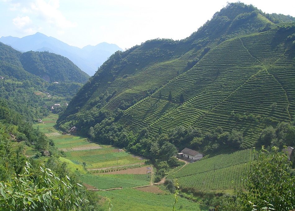 Гора с чайой плантацией на склоне. Уезд Шуанцзян