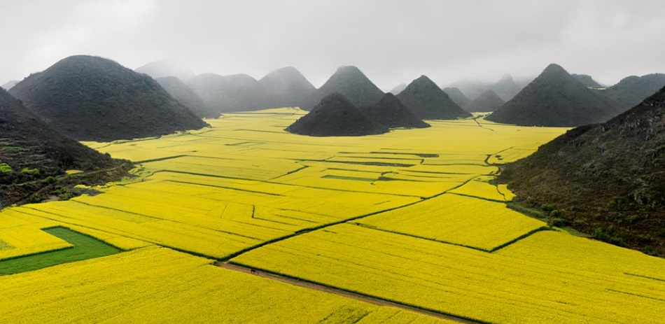 Рапсовые поля, провинция Юньнань