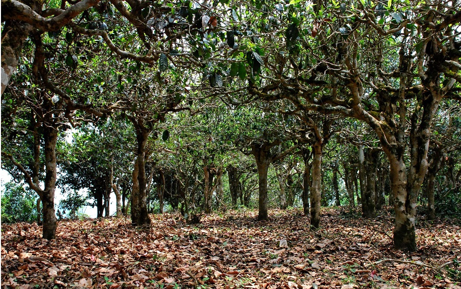 Чайные деревья в районе Хекай