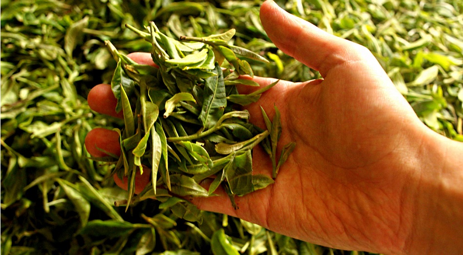 Сырьё для зелёного чая