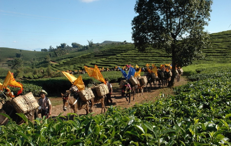 Транспортировка чая с мест сбора в уезде Мэнхай